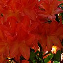 Rhododendron hort. Saturnus