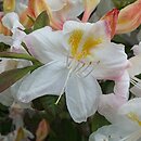Rhododendron hort. Silver Slipper