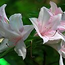 Rhododendron hort. Soir de Paris
