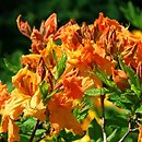 Rhododendron hort. Tan Glow