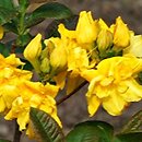 Rhododendron hort. Umpqua Queen