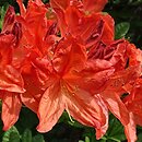 Rhododendron hort. Von Gneist