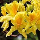 Rhododendron hort. Nancy Waterer