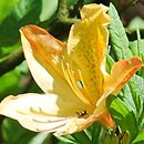 Rhododendron hort. Lemonora