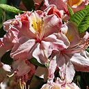 Rhododendron hort. Cecile