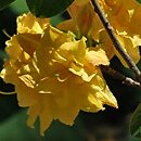 Rhododendron hort. Csardas