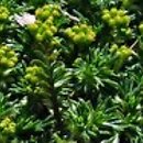 Azorella