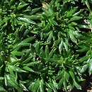 Azorella trifurcata Nana