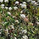 Ledum glandulosum