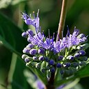Caryopteris ×clandonensis Heavenly Blue