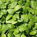 Vinca major ssp. balcanica (barwinek bałkański)