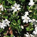 Vinca minor Alba