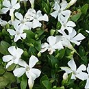 Vinca minor Gertrude Jekyll