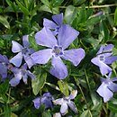 Vinca minor Josefine