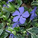 Vinca minor Parvin