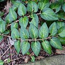 Vinca major Maculata