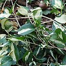 Vinca major Vinwoj
