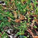 Empetrum nigrum var. japonicum (bażyna czarna odm. japońska)