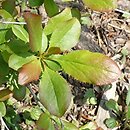 Berberis jamesiana (berberys Jamesa)