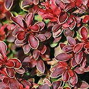 Berberis thunbergii Admiration