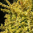Berberis thunbergii Golden Ghost