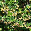 Berberis thunbergii Kórnik