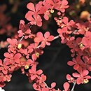 Berberis thunbergii Orange Rocket