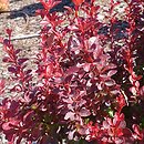 Berberis thunbergii Polonez