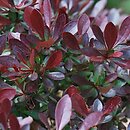 Berberis thunbergii Red Chief