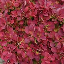 Berberis thunbergii Ruby Star