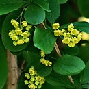Berberis concinna (berberys wyszukany)