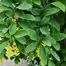 Berberis cv. Profesor Sękowski