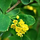 Berberis regeliana
