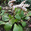 Bergenia Bressingham White