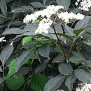 Sambucus nigra Gerda