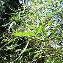 Sambucus nigra Linearis