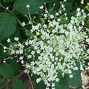 Sambucus nigra Sampo