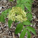 Sambucus sibirica (bez syberyjski)