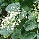 Sambucus callicarpa (bez zachodnioamerykański)