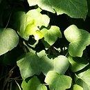 Hedera algeriensis (bluszcz algierski)
