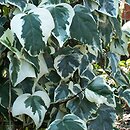 Hedera algeriensis Gloire de Marengo