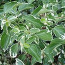 Hedera rhombea Variegata