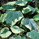Hedera colchica Aurea