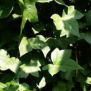 Hedera maroccana (bluszcz marokański)