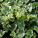 Hedera helix Cecilia