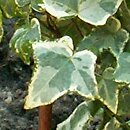 Hedera helix Curvaceous