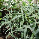 Hedera helix Irish Lace