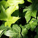 Hedera helix Spectre