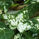 Hedera helix Stift Neuburg