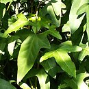 Hedera iberica